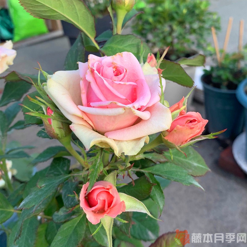 新星月季 新星月季