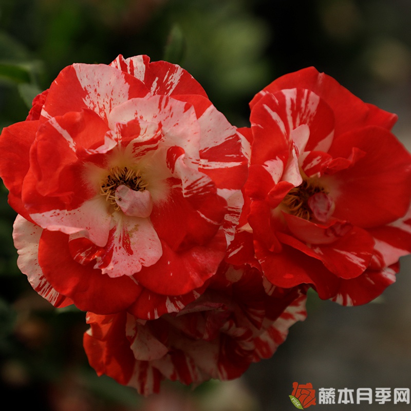 橙色泡沫月季 橙色泡沫月季