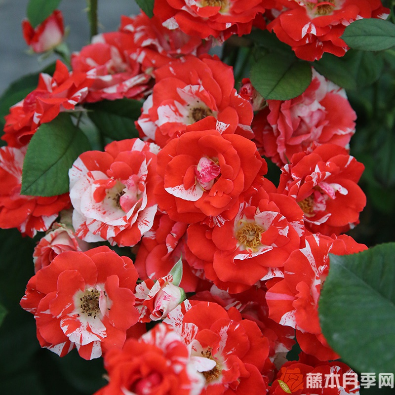 橙色泡沫月季 橙色泡沫月季