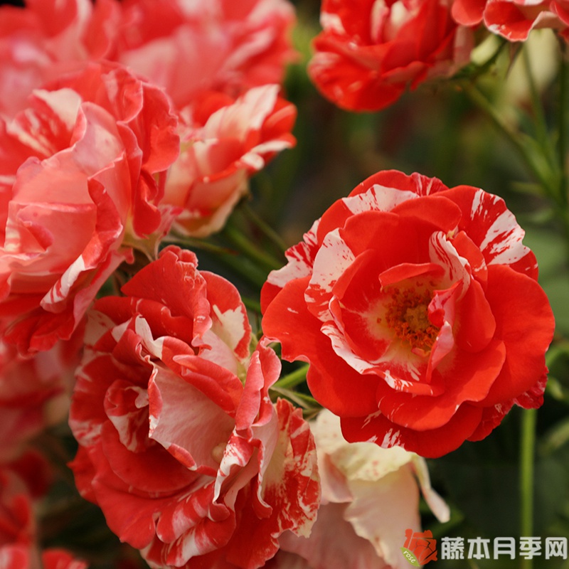 橙色泡沫月季 橙色泡沫月季
