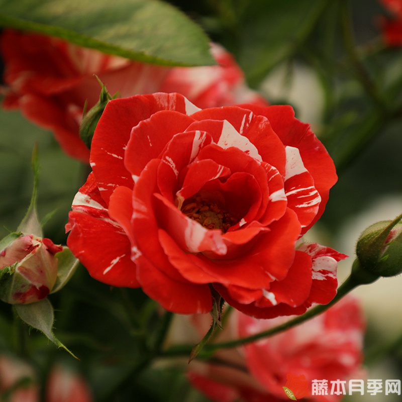橙色泡沫月季 橙色泡沫月季