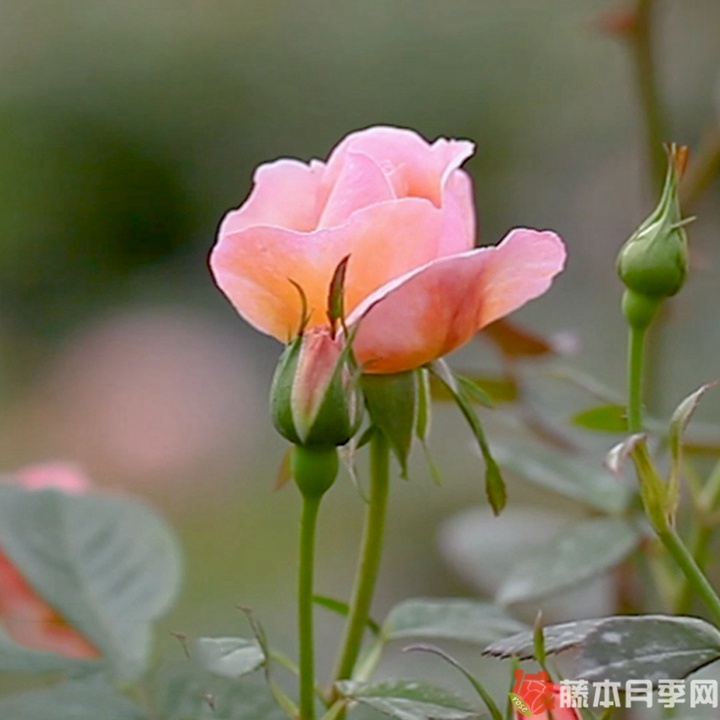 幸福的孩子月季 幸福的孩子月季