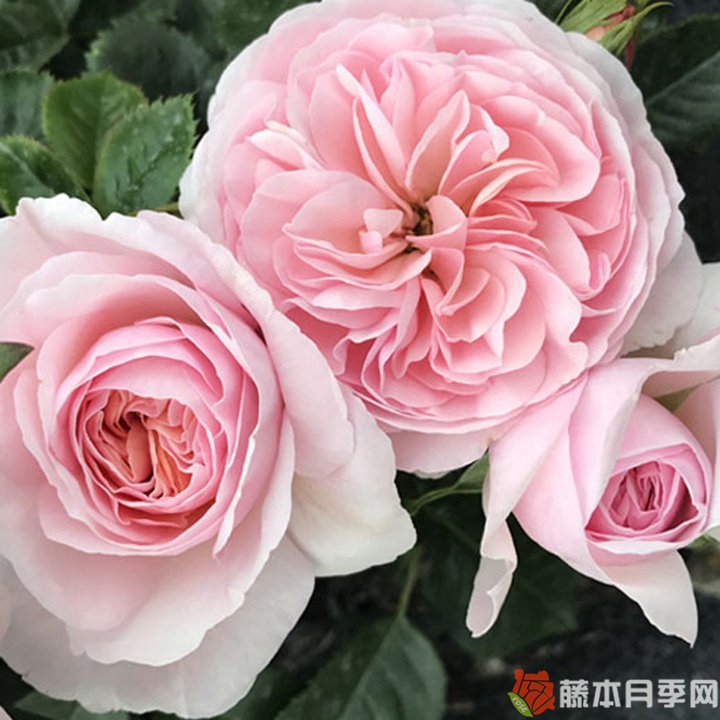 幸福的孩子月季 幸福的孩子月季