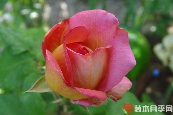 我的选择月季 我的选择月季