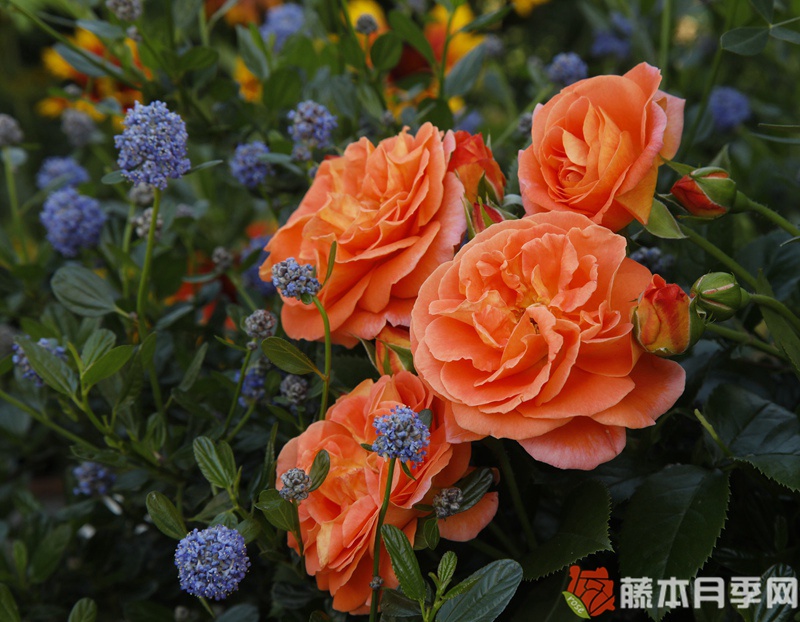 芒果阳台月季 芒果阳台月季