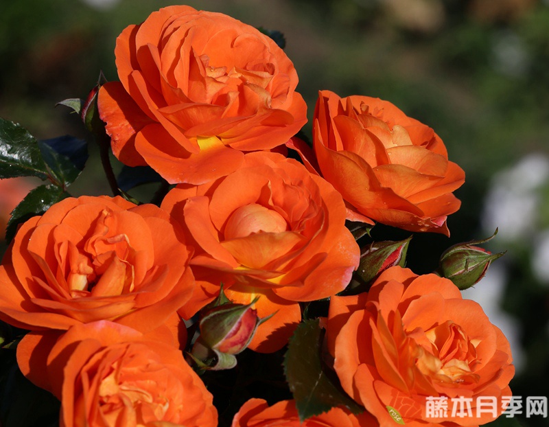 芒果阳台月季 芒果阳台月季