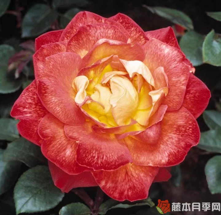 法基尔/查克月季 法基尔/查克月季