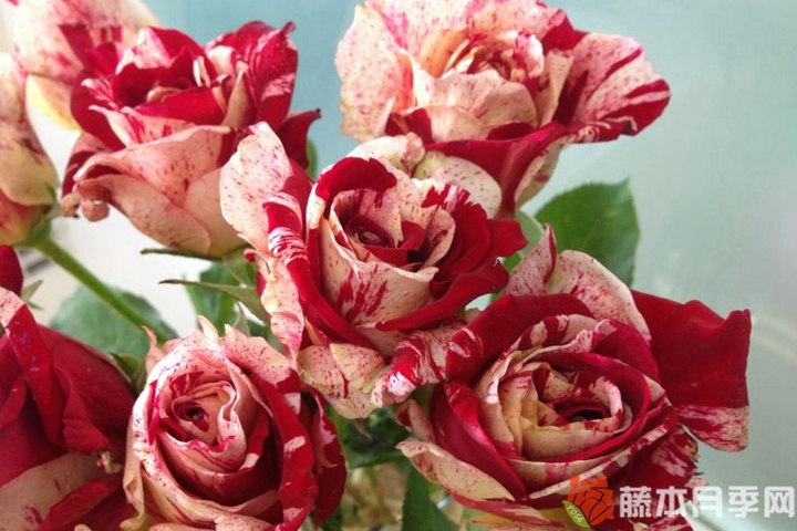疯马月季 疯马月季