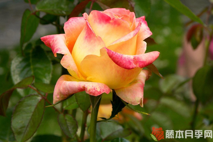 彩纸/康菲帝月季 彩纸/康菲帝月季