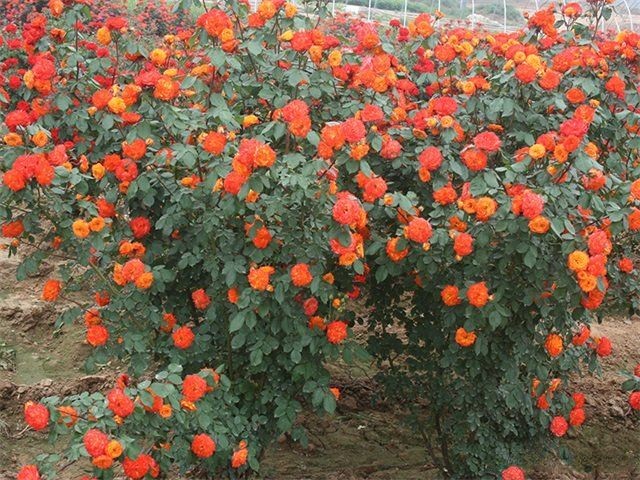 花仙月季优缺点 花仙月季优缺点