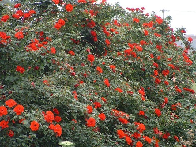 嫦娥奔月月季优缺点 嫦娥奔月月季优缺点