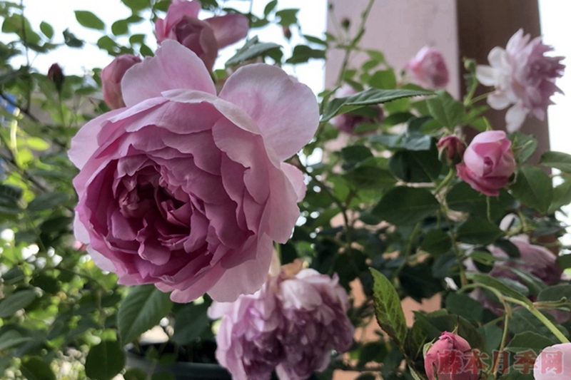 菲尔柴尔德先生月季优缺点 菲尔柴尔德先生月季优缺点