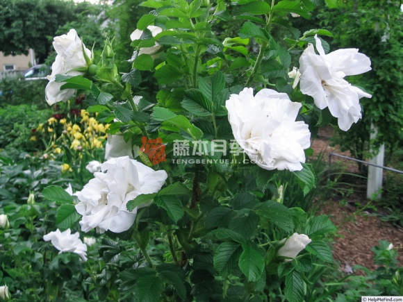 库拜重瓣白玫瑰 库拜重瓣白玫瑰