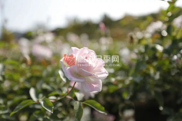 草莓冰山 草莓冰山