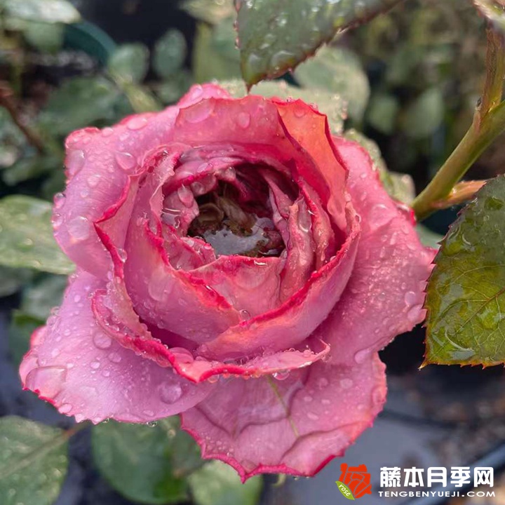 蓝瓷花瓶 蓝瓷花瓶