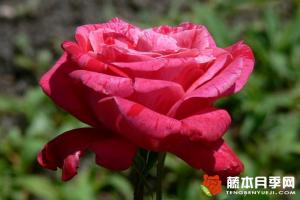 碧姬芭铎