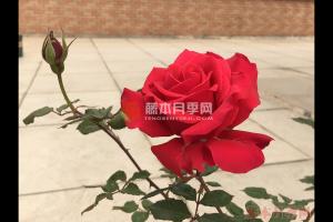天使长米迦勒月季优缺点分析
