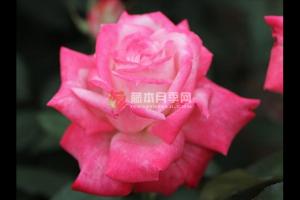阿尔推斯75/阿尔推司75月季优缺点分析