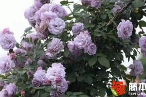 薰衣草花环月季是藤本还是灌木