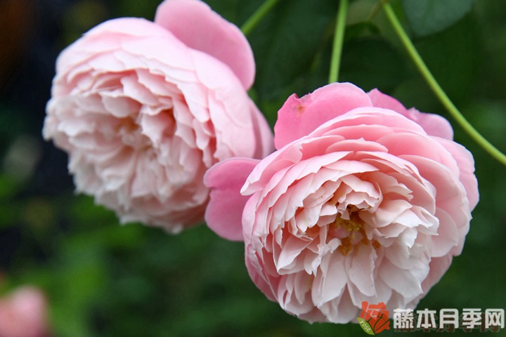羽毛月季优缺点 羽毛月季优缺点