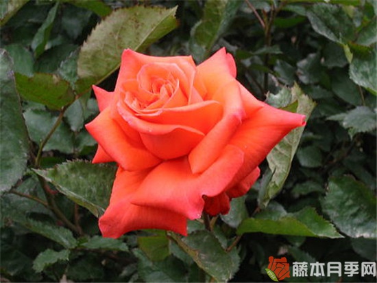 月季夫人月季优缺点 月季夫人月季优缺点