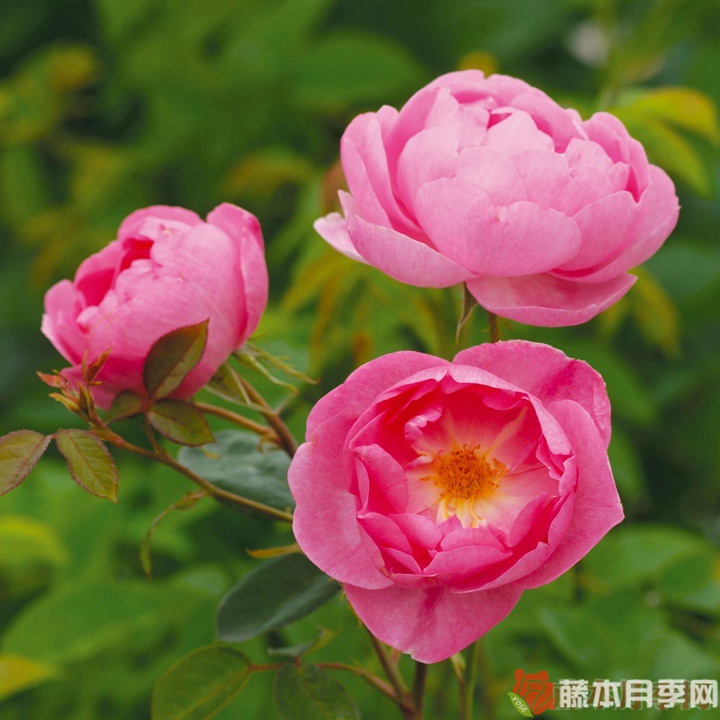 云雀月季优缺点 云雀月季优缺点