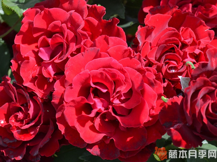 纪念芭芭拉月季优缺点 纪念芭芭拉月季优缺点