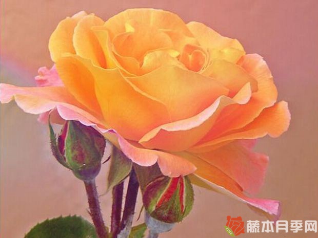 维西利亚月季优缺点 维西利亚月季优缺点