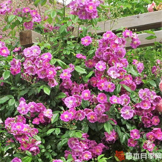 紫色客机月季优缺点 紫色客机月季优缺点