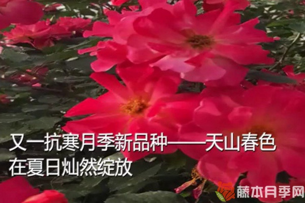 天山春色月季 天山春色月季