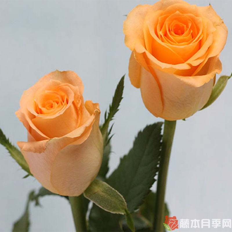 假日公主月季 假日公主月季