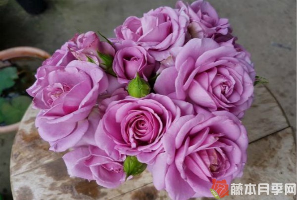 紫色阳台月季优缺点 紫色阳台月季优缺点