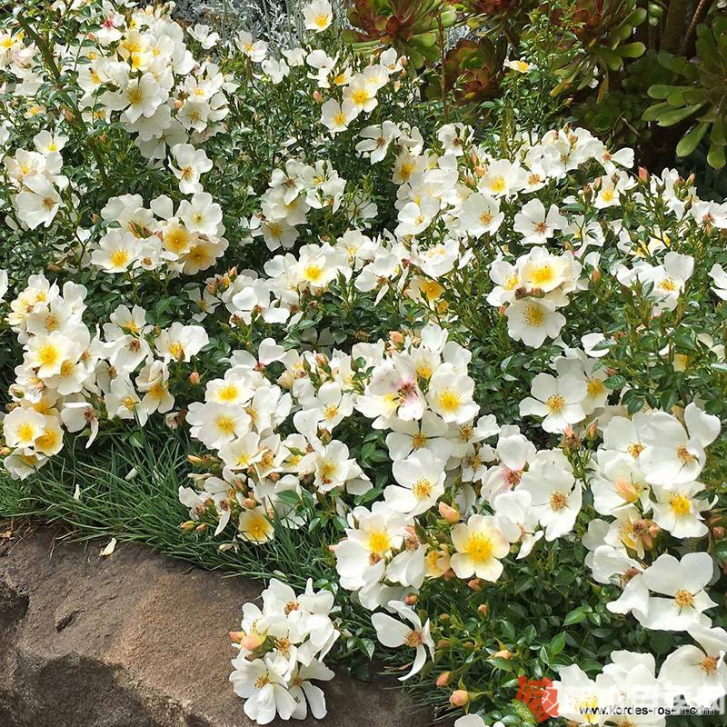 小梨花月季优缺点 小梨花月季优缺点