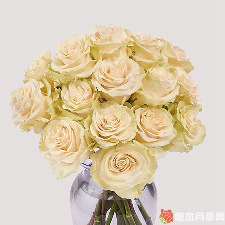 白色蒙代尔月季 白色蒙代尔月季