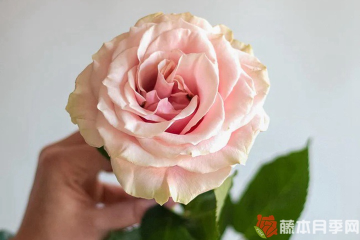 粉色蒙代尔月季 粉色蒙代尔月季