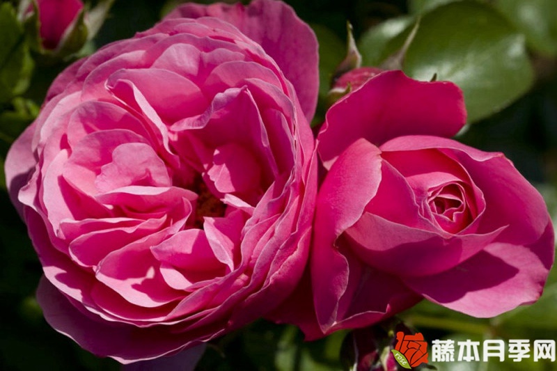 迷你达芬奇月季 迷你达芬奇月季
