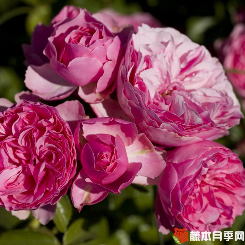 迷你达芬奇月季 迷你达芬奇月季