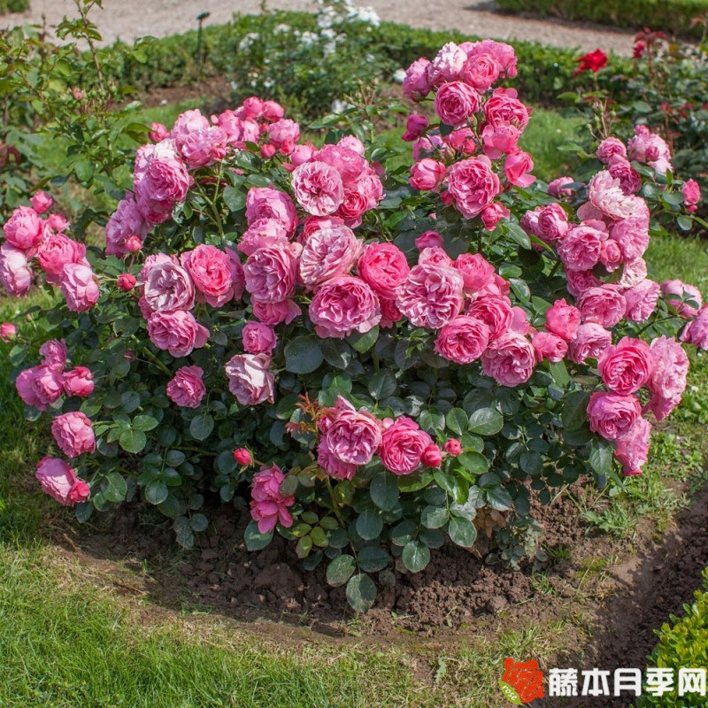迷你达芬奇月季 迷你达芬奇月季