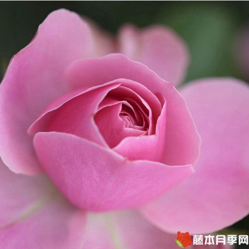 迷你达芬奇月季 迷你达芬奇月季