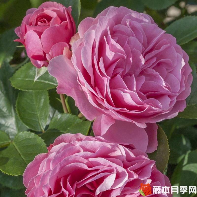 迷你达芬奇月季 迷你达芬奇月季