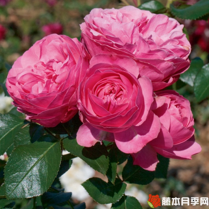 迷你达芬奇月季 迷你达芬奇月季