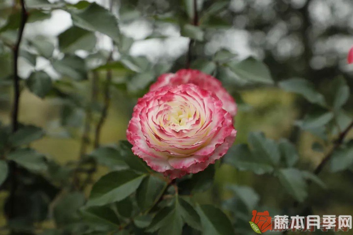 初妆月季优缺点 初妆月季优缺点