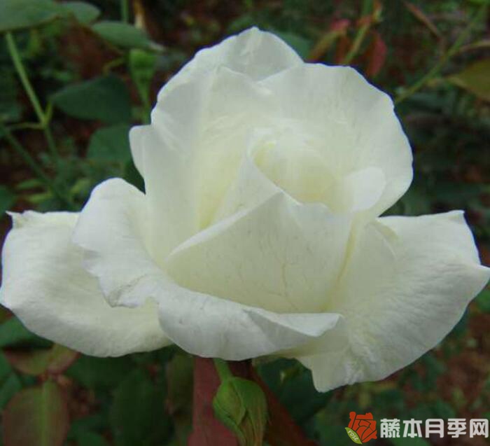 春水绿波月季优缺点 春水绿波月季优缺点