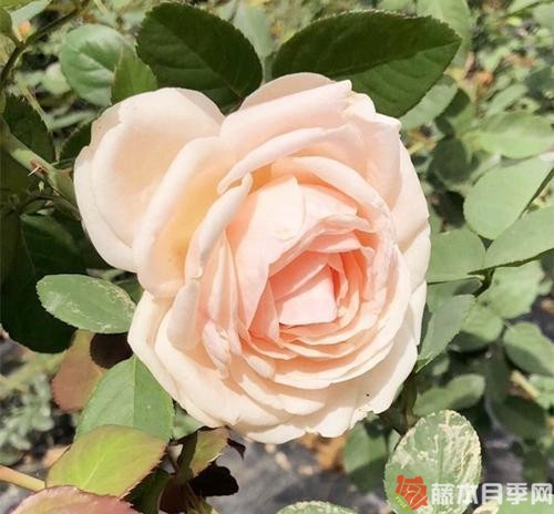 金瓯泛绿月季优缺点 金瓯泛绿月季优缺点