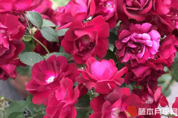 赤龙含珠月季优缺点 赤龙含珠月季优缺点