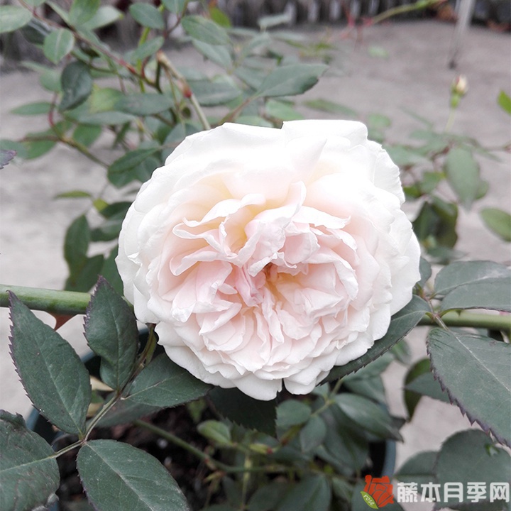 粉晕香水月季优缺点 粉晕香水月季优缺点