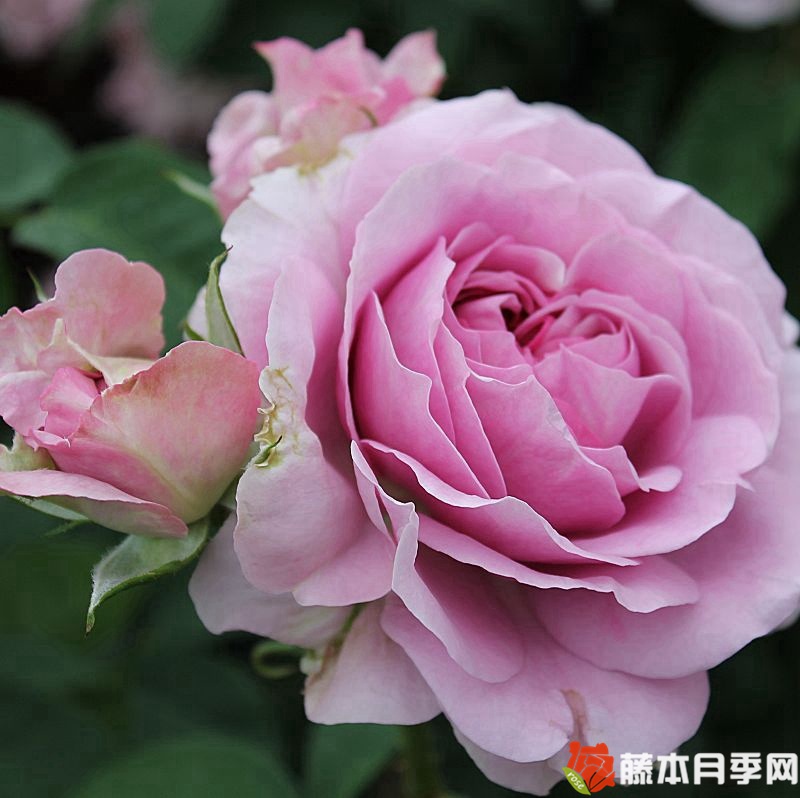 薰衣草冰 薰衣草冰