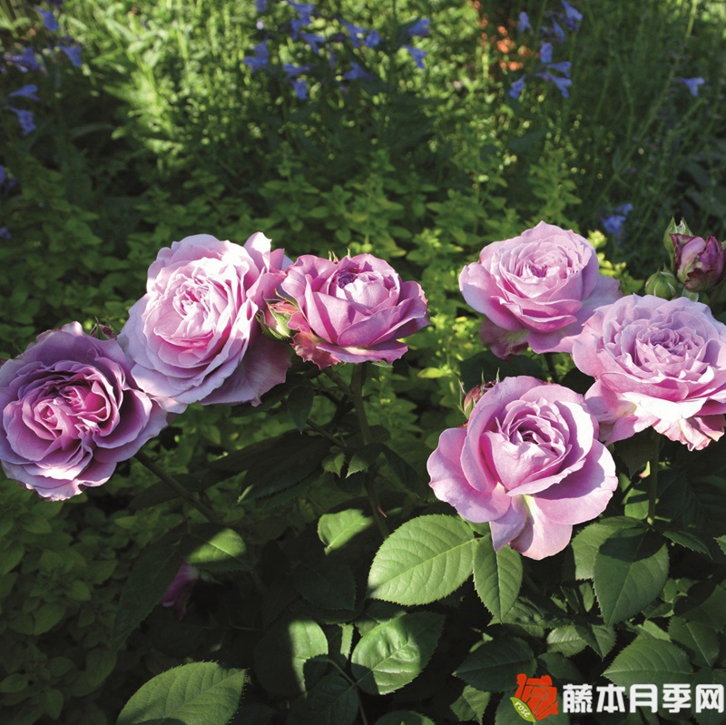 薰衣草冰 薰衣草冰
