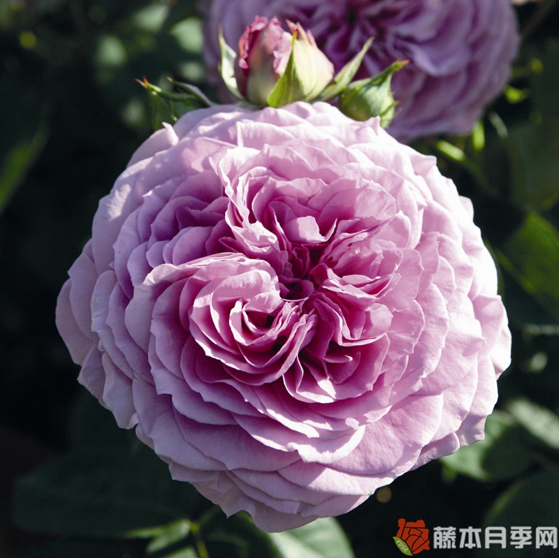 薰衣草冰 薰衣草冰