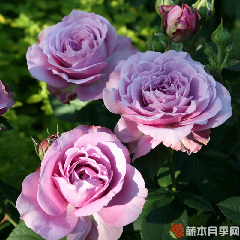 薰衣草冰 薰衣草冰
